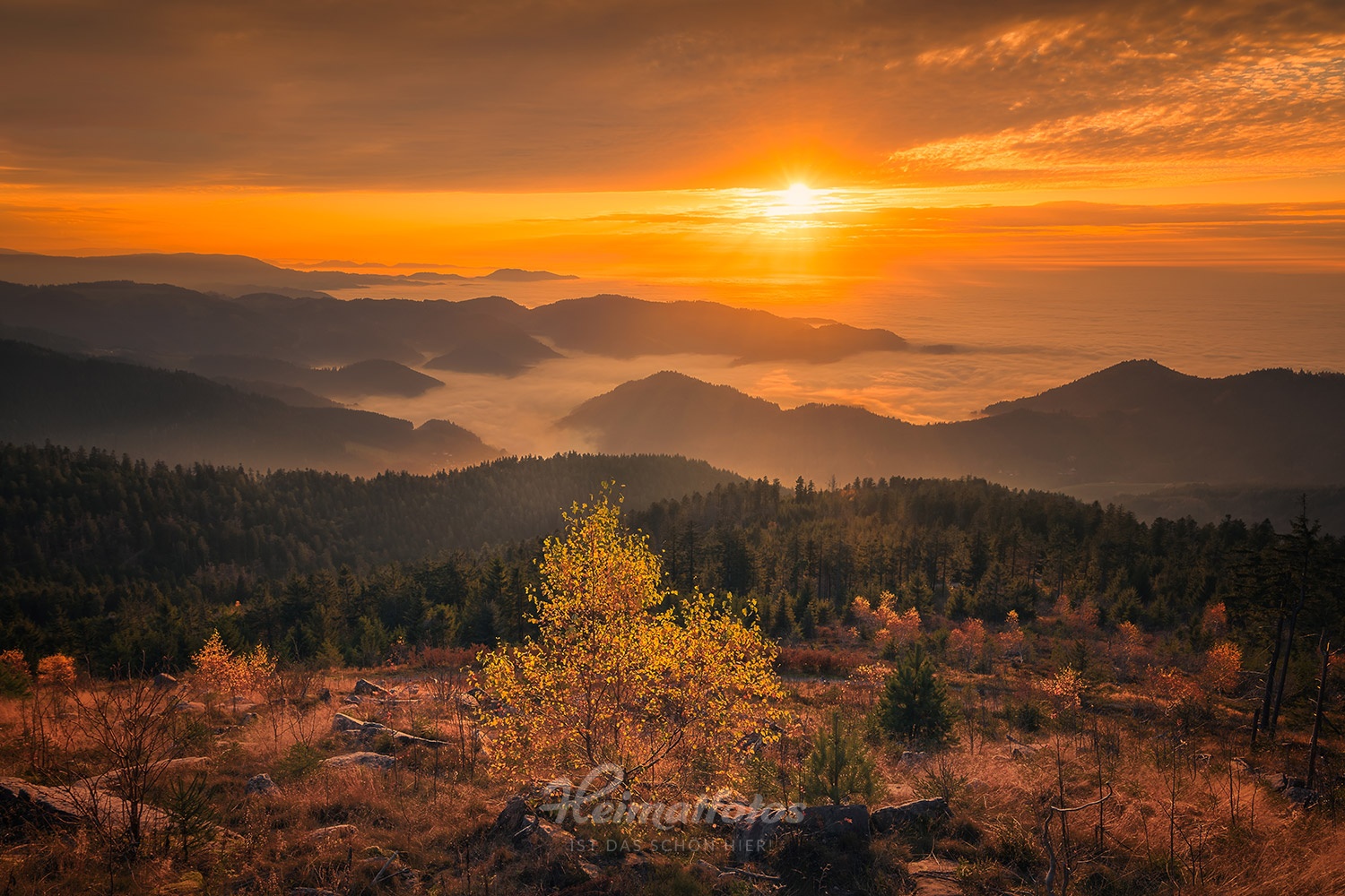 Heimatfoto von Niko Benas aus dem Schwarzwald, zeigt ein Bäumchen auf einer großen Lichtung, ein Tal mit Nebel ist zu sehen, Sonnenuntergang