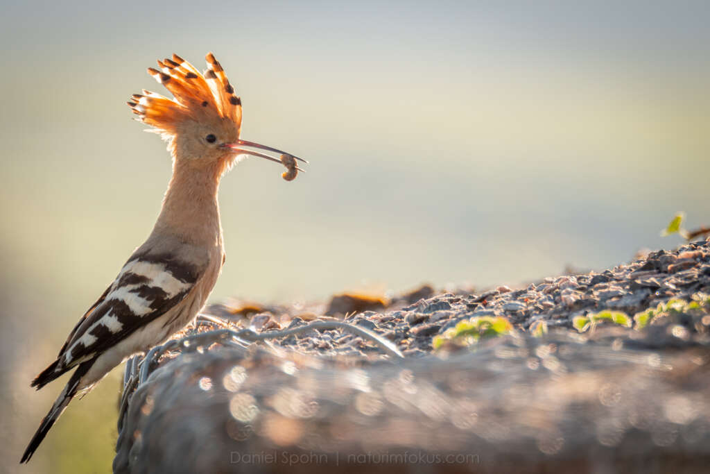 Ein Foto von Daniel Spohn - Wiedehopf