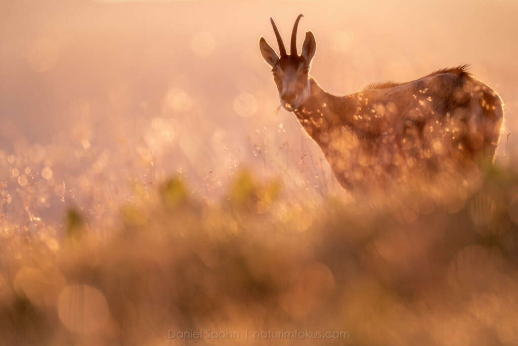 Ein Foto von Daniel Spohn - Gämse in den Vogesen