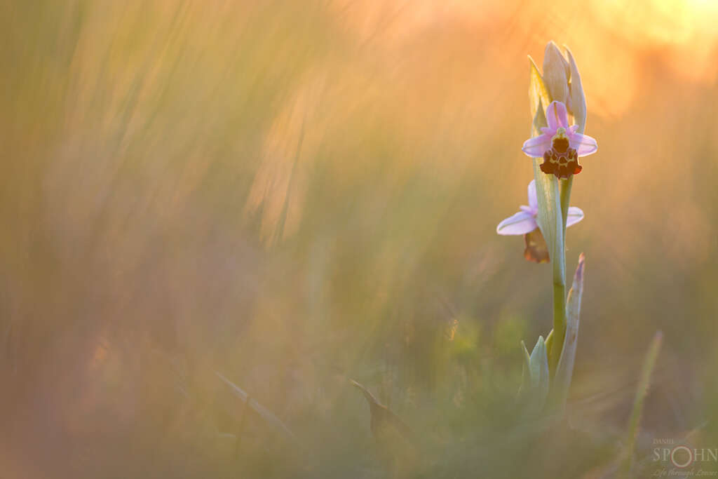 Ein Foto von Daniel Spohn - Pflanzenmakro