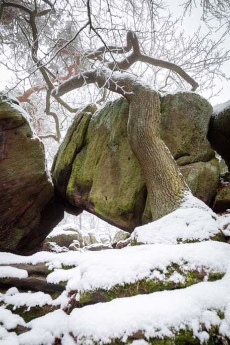 Beispielfoto Baum Fels im Schwarzwald Filter mit Verlaufsfilter