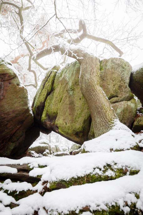 Beispielfoto Baum Fels im Schwarzwald Filter ohne Verlaufsfilter