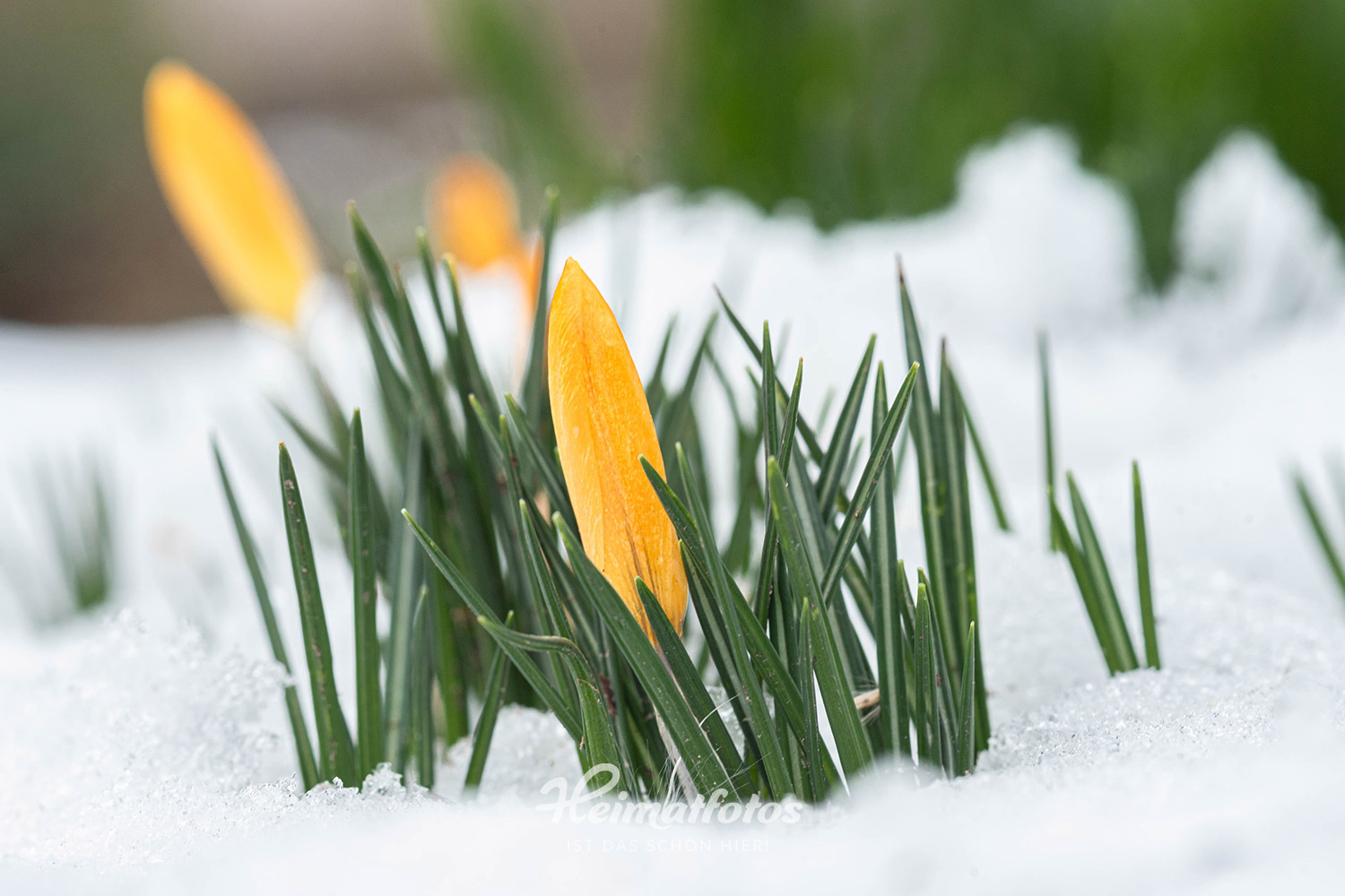 Beispielfoto für ein Foto das mit geschlossener Blende geschossen wurde (Blende f 11). Der Schärfebereich ist wesentlich größer.
