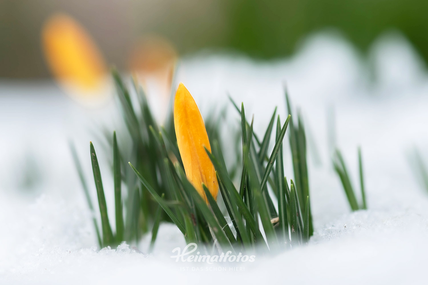 Beispielfoto für ein Foto das mit offener Blende geschossen wurde (Blende 4.5). Der Bildbereich der scharf gezeichnet ist, ist wesentlich kleiner.
