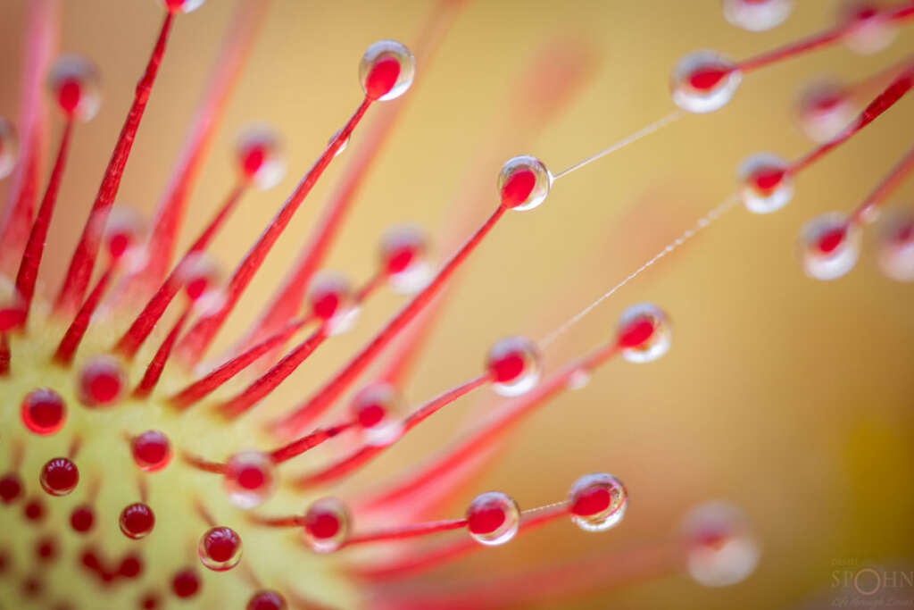 Ein Foto von Daniel Spohn - Makro