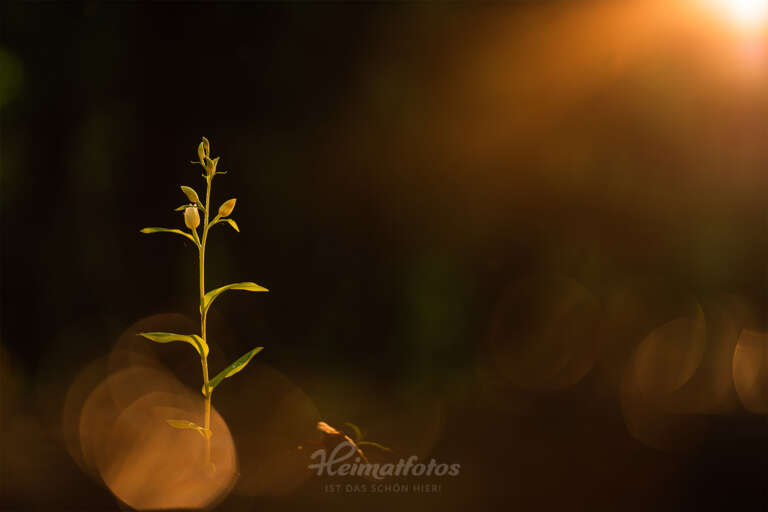 Ein Foto von Naturfotograf Stefan Imig - Makro von einer Pflanze