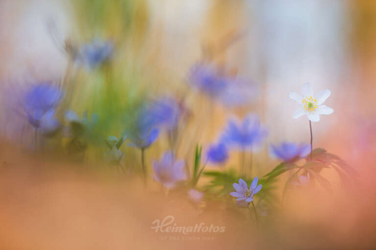 Ein Foto von Naturfotograf Stefan Imig - Makro von Blümchen, Blumen