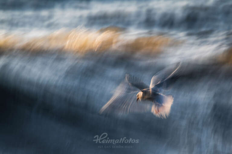 Ein Foto von Naturfotograf Stefan Imig - Vogel unscharf