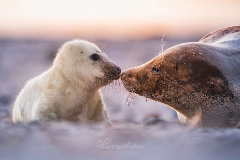 Ein Foto von Naturfotograf Stefan Imig - Robbe und Robbenbaby in Deutschland