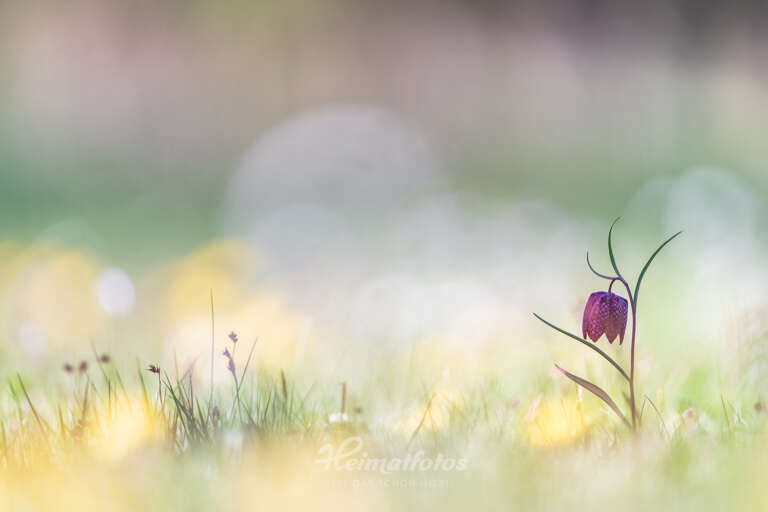 Foto Schachblume von Heimatlicht Stefan Imig, Heimatfotos.de