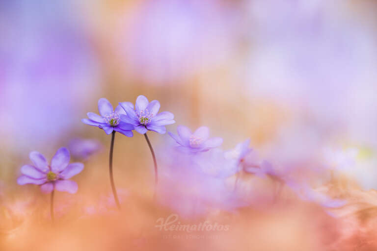 Foto eines Leberblümchens (Küchenschelle, Pulsatilla vulgaris) von Heimatlicht Stefan Imig, Heimatfotos.de