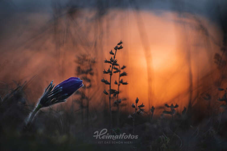 Foto einer Kuhschelle (Küchenschelle, Pulsatilla vulgaris) von Heimatlicht Stefan Imig, Heimatfotos.de