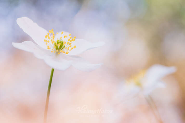 Foto eines Buschwindröschen von Heimatlicht Stefan Imig, Heimatfotos.de