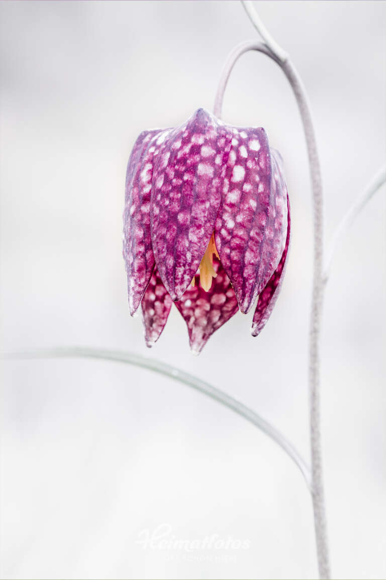 Foto Schachblume von Heimatlicht Stefan Imig, Heimatfotos.de