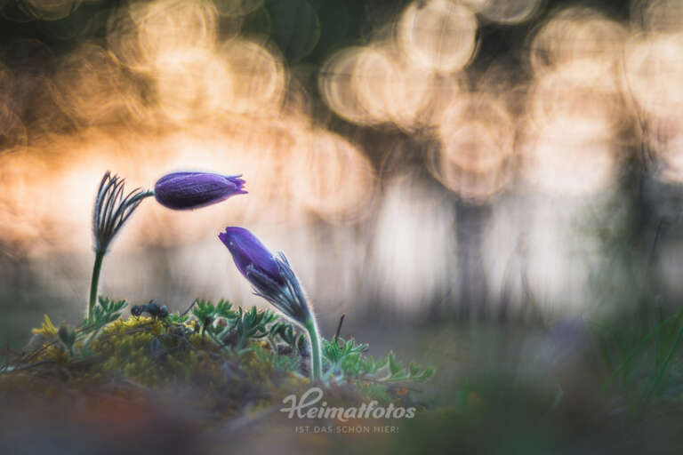 Foto einer Kuhschelle (Küchenschelle, Pulsatilla vulgaris) von Heimatlicht Stefan Imig, Heimatfotos.de