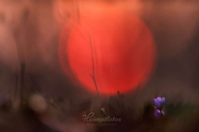 Foto eines Leberblümchens (Küchenschelle, Pulsatilla vulgaris) von Heimatlicht Stefan Imig, Heimatfotos.de