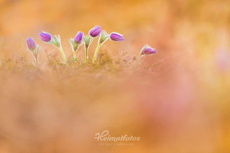 Foto einer Kuhschelle (Küchenschelle, Pulsatilla vulgaris) von Heimatlicht Stefan Imig, Heimatfotos.de