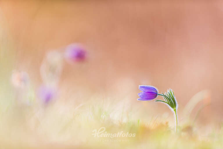 Foto einer Kuhschelle (Küchenschelle, Pulsatilla vulgaris) von Heimatlicht Stefan Imig, Heimatfotos.de