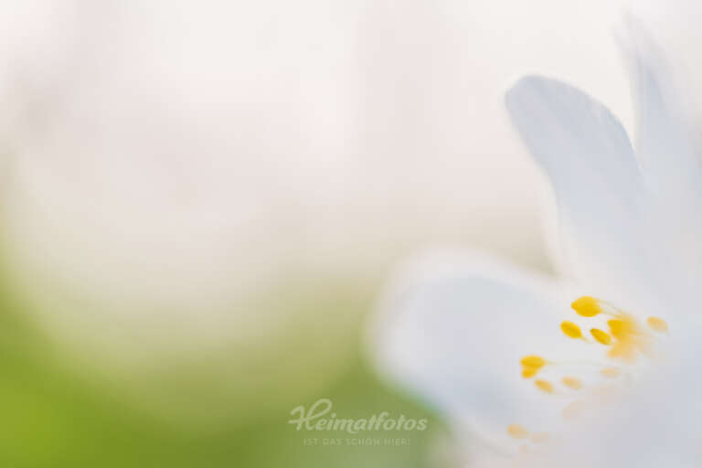 Foto eines Buschwindröschen von Heimatlicht Stefan Imig, Heimatfotos.de