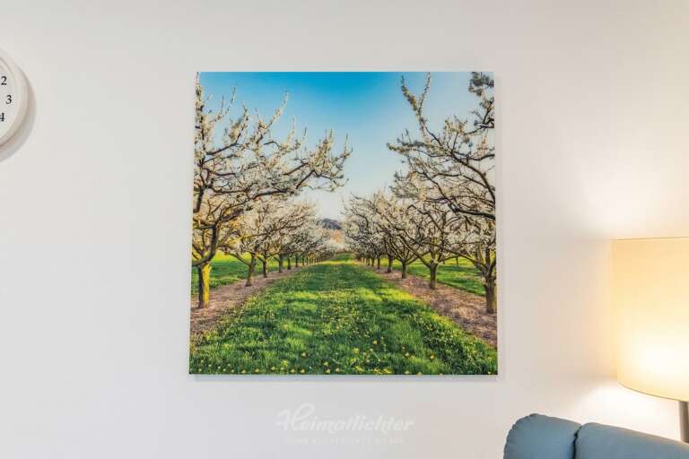 Wandbild von Heimatfotos.de in der DRK Tagespflege Bühl - Obstbäume in Bühl - Panorama Fine Art Druck hinter mattes Acrylglas - Deutsches Rotes Kreuz - Foto von Heimatlicht Evi Seeger