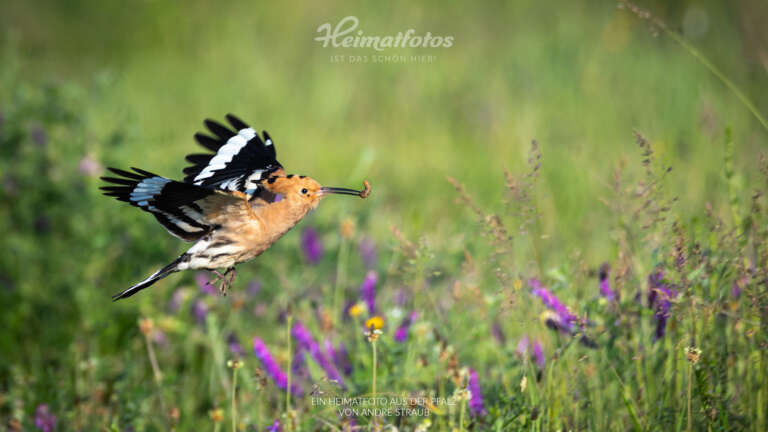 Heimatfotos als Fotohintergrund für Online-Meeting und Desktop - Pfalz und Pfälzerwald - Ein Foto von Heimatlicht André Straub