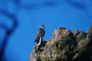 Wanderfalke Hans Schächl