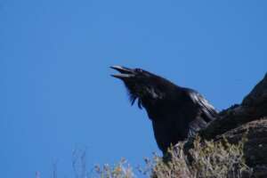 Kolkrabe Hans Schächl