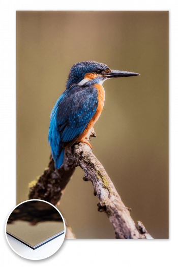 Ein Foto von einem Eisvogel (Kaiserstuhl) gedruckt im UV-Direktdruck hinter Acrylglas (Plexiglas) und kaschiert auf Alu-Dibond